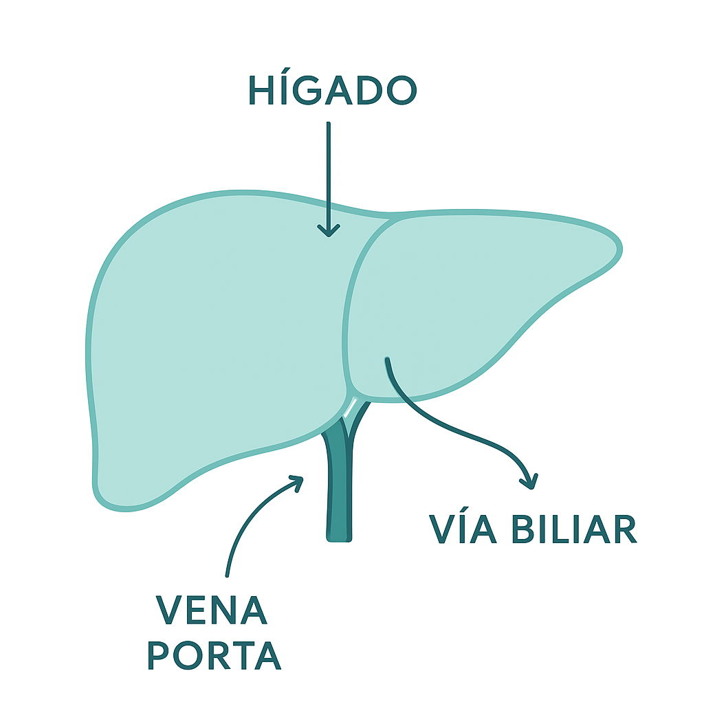 Ilustración esquemática de la anatomía del hígado